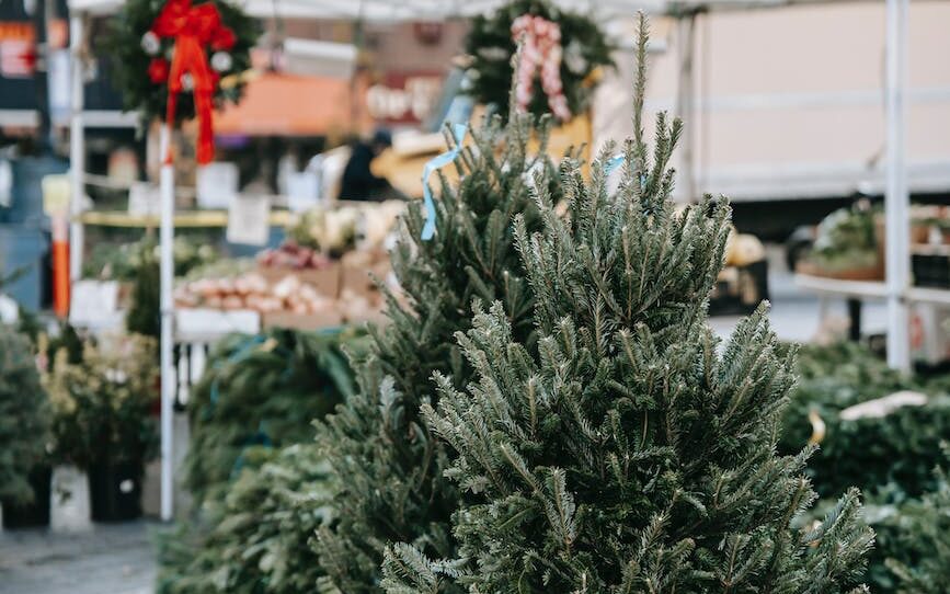 lush firs placed on paved sidewalk in green market
